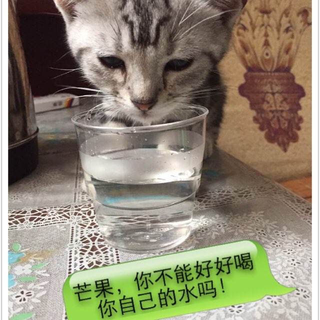 四国大学本科成绩单